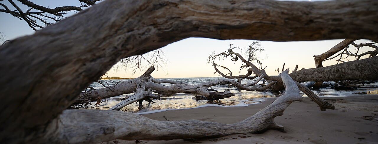 Boneyard Beach at Big Talbot Island State Park, large salt-bleached driftwood logs and bare weathered tree limbs strewn across the sand at golden hour, water and horizon showing through the gap