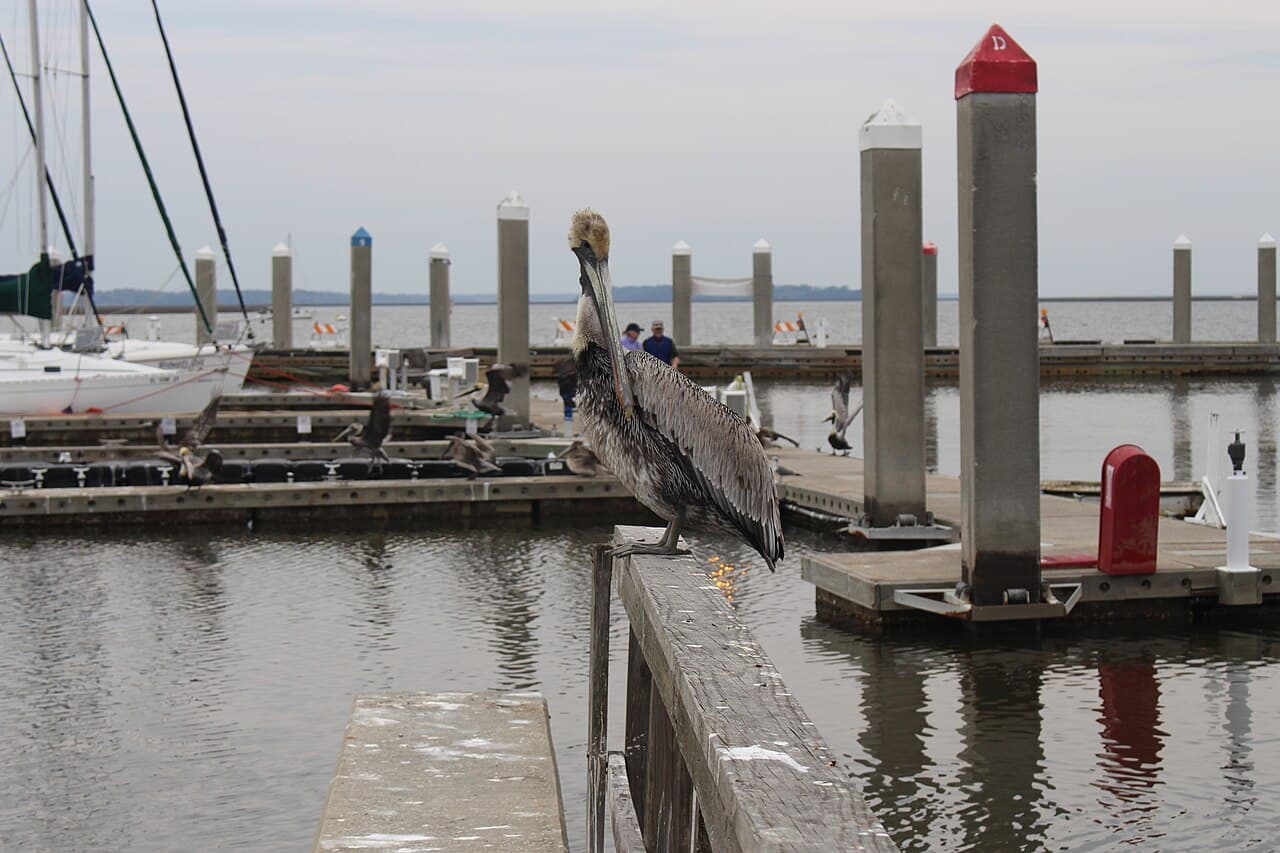 A brown pelican perched on a wooden rail at the Fernandina Harbor Marina on the Amelia River, sailboats and floating docks with pilings behind and open water beyond under an overcast sky